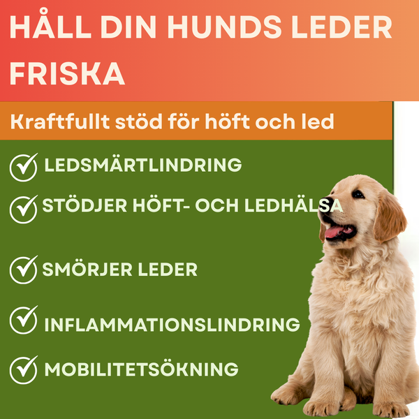 Aktiva Mobilitets Tugg för Hundar