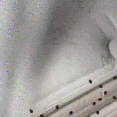 رذاذ ساوث مون ميجت